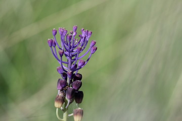 Muscari à toupet
