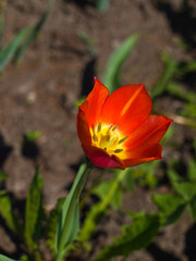 Obraz na płótnie Canvas red-yellow tulip