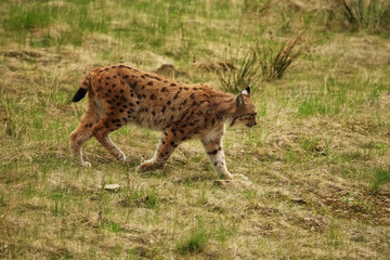 eurasian lynx 2