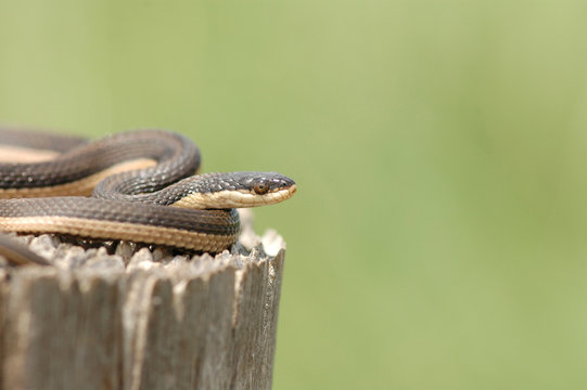 Crayfish Snake