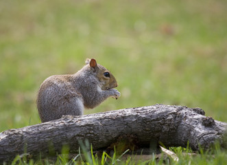 hungry squirrel