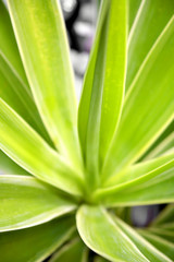 Obraz premium Leaves closeup