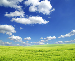 Obraz premium field