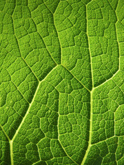 leaf surface