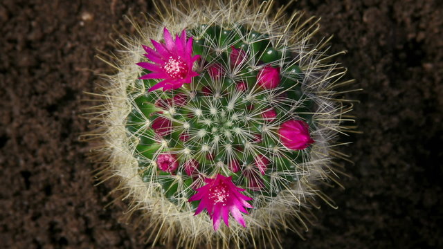Kaktusbl&uuml;te in Zeitraffer