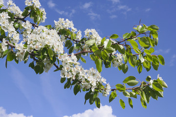 Pear branch with flowers