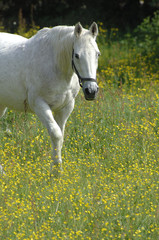 Obraz na płótnie Canvas Biały koń na łące kwiat