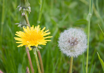 dandelion on the field