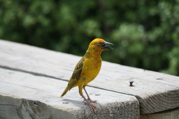 Singing bird