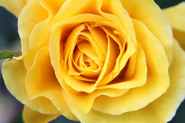 Yellow Rose flower Close up