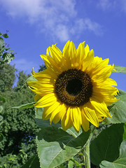 Sonnenblume