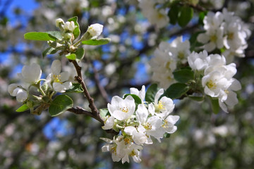 apple-tree