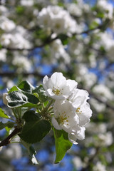 apple-tree