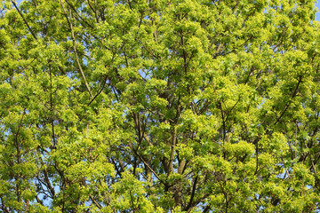 Grüner Baum im Frühling