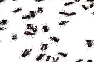 Viele Ameisen