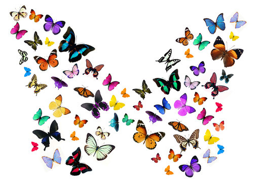 Numerous butterflies