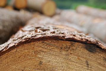 holz
