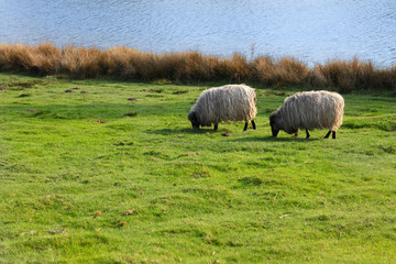 2 Schafe auf einer Wiese