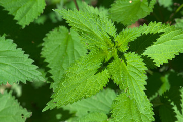 nettle