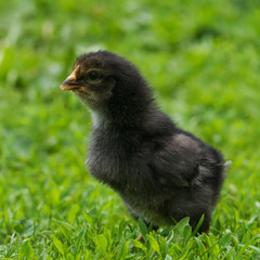 chicken