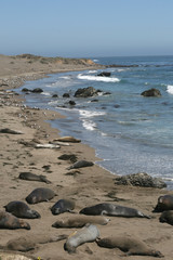 Elephant seals in California