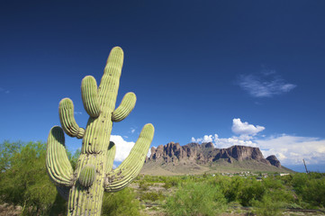 a green cactus against a blue sky - 14348707