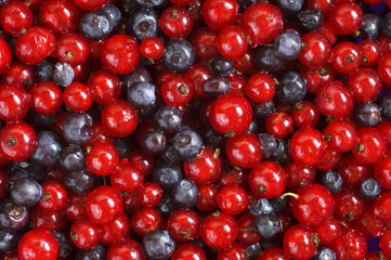 red currant and bilberry background