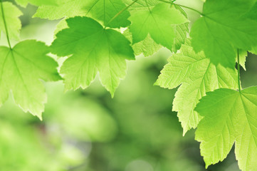 Fototapeta na wymiar leafs