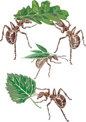 ants and leaves