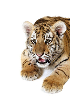 Siberian Tiger Cub
