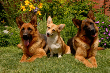 ..Three dogs on the grass