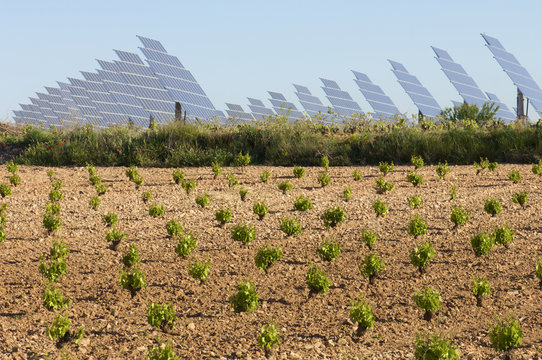 vineyard and solar panels