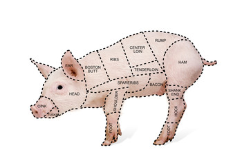 Butcher's pig chart © Eric Isselée