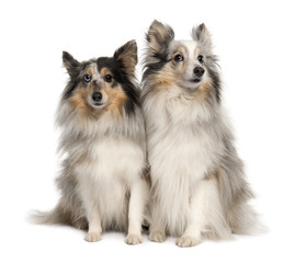 Couple of two shelties