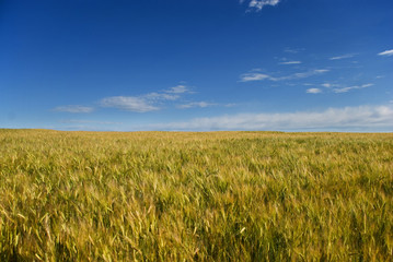 Wheat field