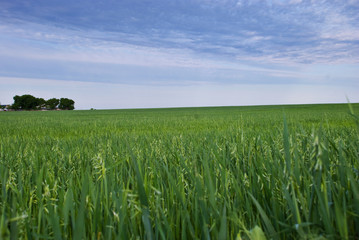 Green field of oats