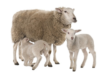 a Ewe with her two lambs, one is suckling