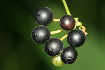 solanum nigrum