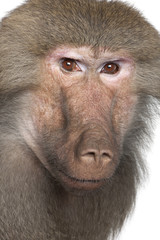 Baboon  -  Simia hamadryas
