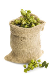 golden hops on white