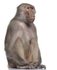 Naklejka premium Baboon - Simia hamadryas