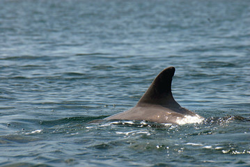 A free dolphin playing