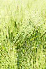 Wheat field