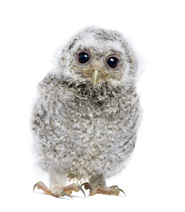 Naklejka premium front view of a owlet looking at the camera - Athene noctua (4 w