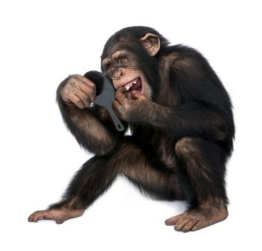 Young Chimpanzee looking at his teeth in a mirror - Simia troglo