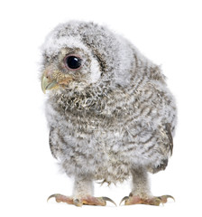 owlet- Athene noctua (4 weeks old)