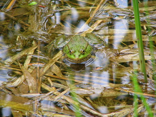 Rana la grenouille.