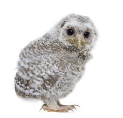 Naklejka premium side view of a owlet - Athene noctua (4 weeks old)