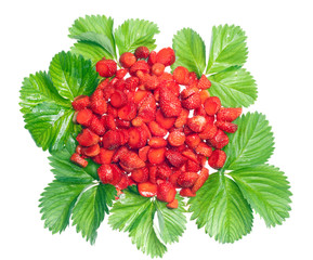 strawberries and leaves