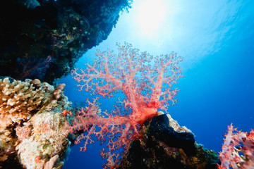 coral and fish